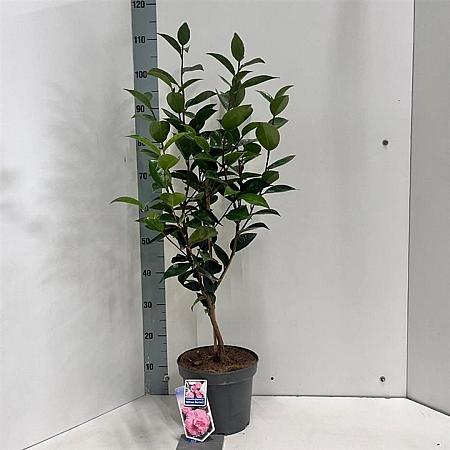 Camellia j. 'William Bartlett' Pot 5 Liter 60 - 70 cm