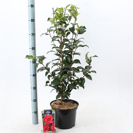Camellia ret. 'Mary Williams' Pot 5 Liter 60 - 70 cm