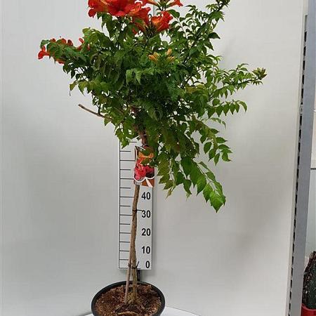 Campsis t. Fire Trumpet Pot 15 liter Stam 80 cm