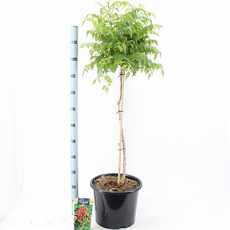 Campsis t. Fire Trumpet Pot 15 liter Stam 80 cm