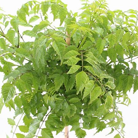 Campsis t. Golden Trumpet Pot 15 liter Stam 80 cm