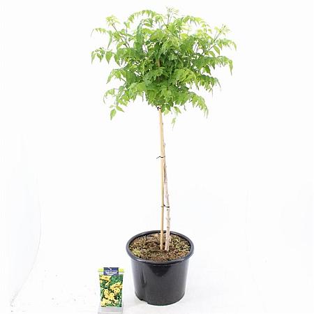 Campsis t. Golden Trumpet Pot 15 liter Stam 80 cm
