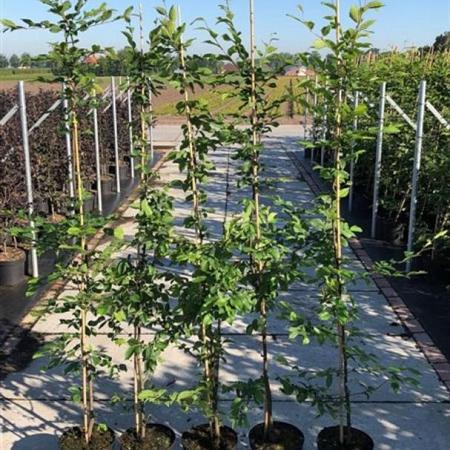 Carpinus betulus Pot 5 Liter 175 - 200 cm