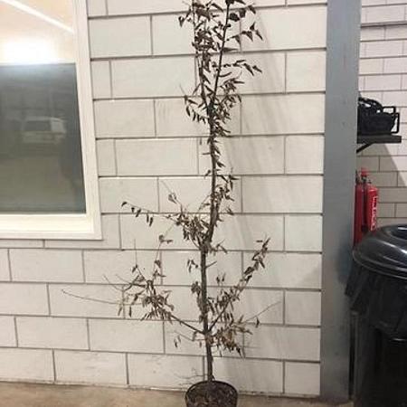 Carpinus betulus Pot 5 Liter 175 - 200 cm