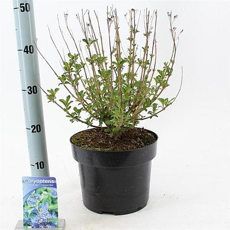 Caryopteris cland. Grand Bleu Pot 5 Liter 40 - 50 cm
