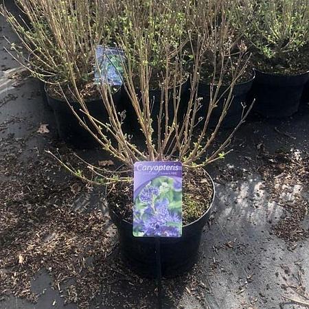 Caryopteris cland. Grand Bleu Pot 5 Liter 40 - 50 cm