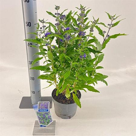 Caryopteris cland. Grand Bleu Pot 2 Liter30 - 40 cm
