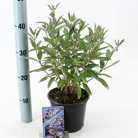 Caryopteris cland. Grand Bleu Pot 2 Liter30 - 40 cm