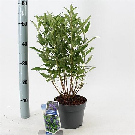Caryopteris cland. Grand Bleu Pot 2 Liter30 - 40 cm