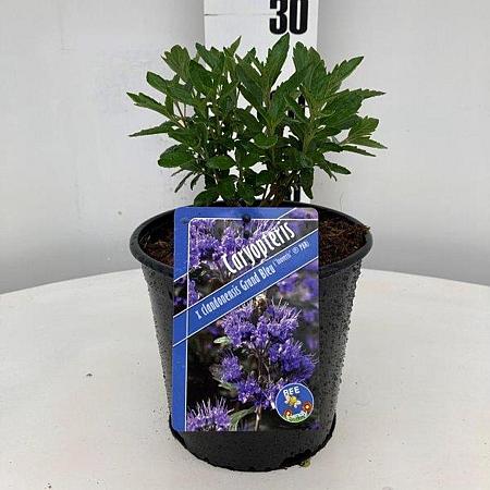 Caryopteris cland. Grand Bleu Pot 2 Liter30 - 40 cm