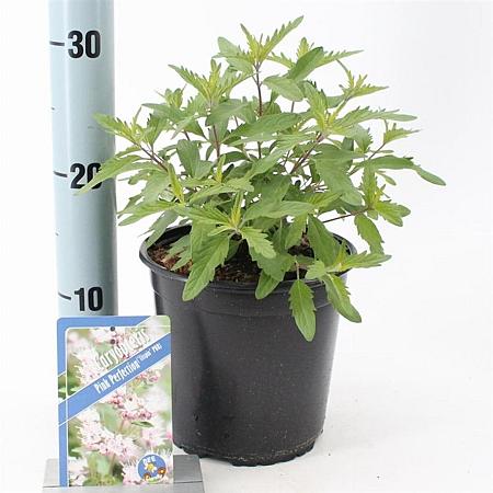Caryopteris cland. Pink Perfection Pot 2 Liter30 - 40 cm