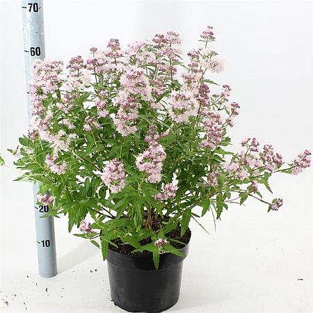 Caryopteris cland. Stephi Pot 5 Liter 40 - 50 cm