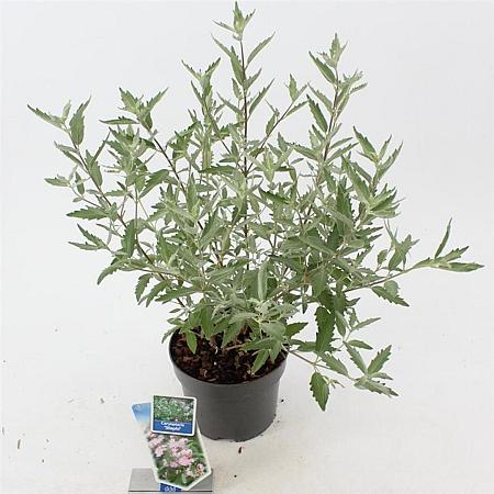 Caryopteris cland. Stephi Pot 2 Liter30 - 40 cm