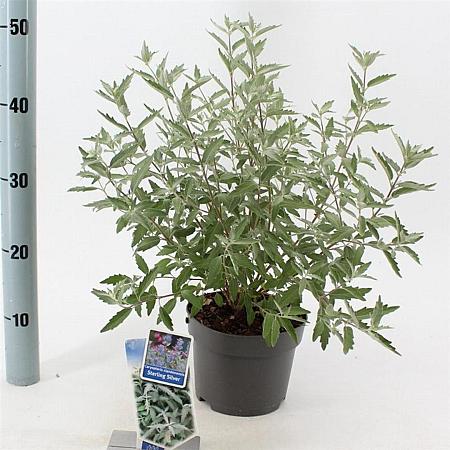 Caryopteris cland. Sterling Silver Pot 2 Liter30 - 40 cm