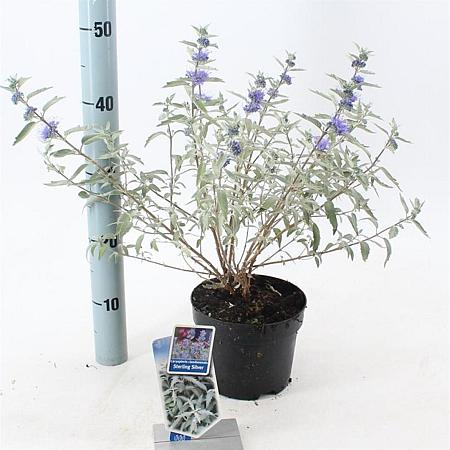 Caryopteris cland. Sterling Silver Pot 2 Liter30 - 40 cm