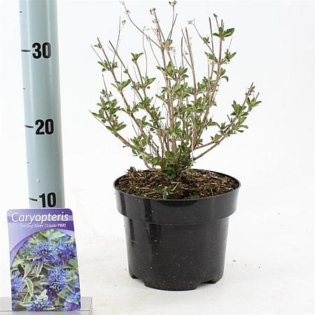 Caryopteris cland. Sterling Silver Pot 2 Liter30 - 40 cm
