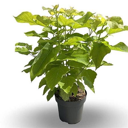 Catalpa bignonioides 'Aurea' Pot 5 Liter 50 - 60 cm
