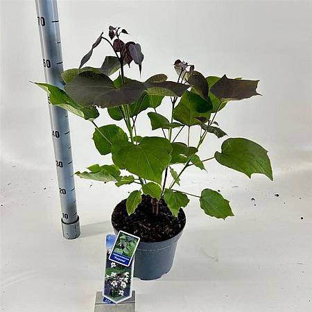 Catalpa erubescens 'Purpurea' Pot 5 Liter 40 - 50 cm