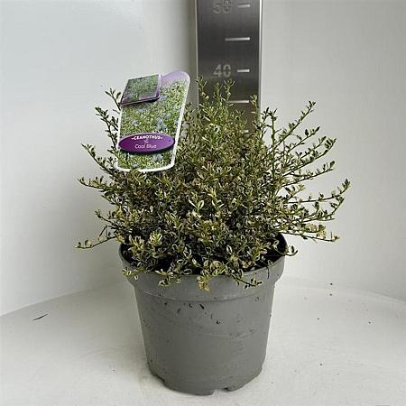 Ceanothus Cool Blue Pot 5 Liter 30 - 40 cm