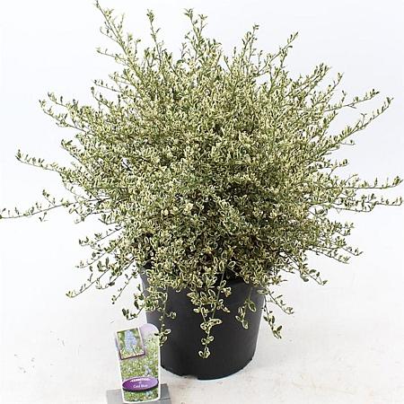 Ceanothus Cool Blue Pot 10 liter 40 - 50 cm