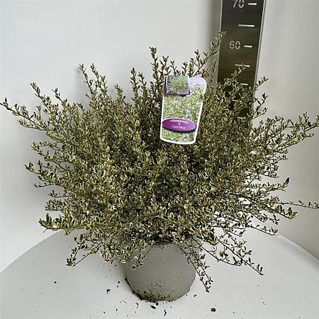 Ceanothus Cool Blue Pot 10 liter 40 - 50 cm