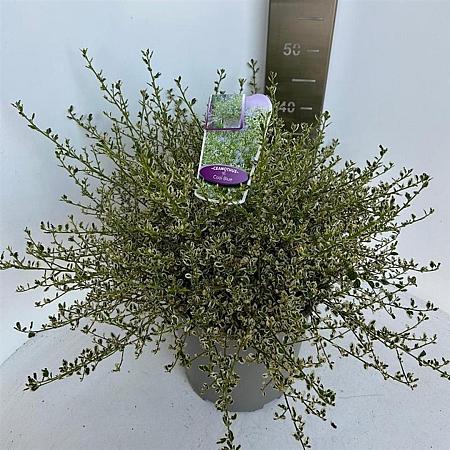 Ceanothus Cool Blue Pot 10 liter 40 - 50 cm