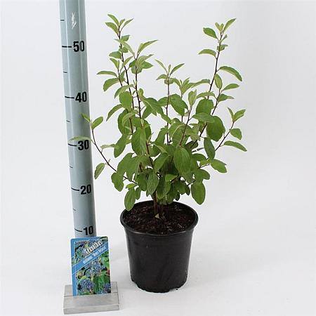 Ceanothus del. 'Henri Défossé' Pot 2 liter 25-30cm