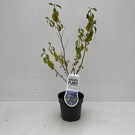 Ceanothus del. 'Henri Défossé' Pot 2 liter 25-30cm