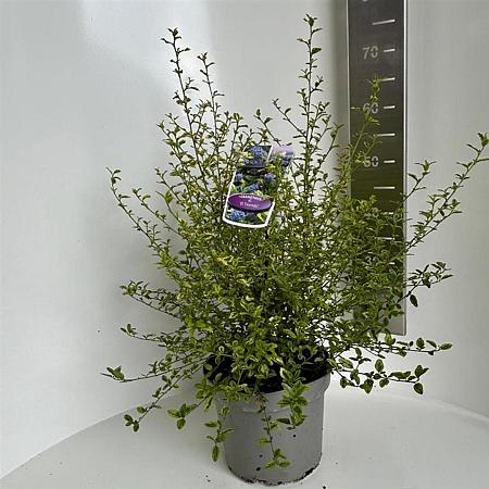 Ceanothus El Dorado Pot 5 Liter 30 - 40 cm