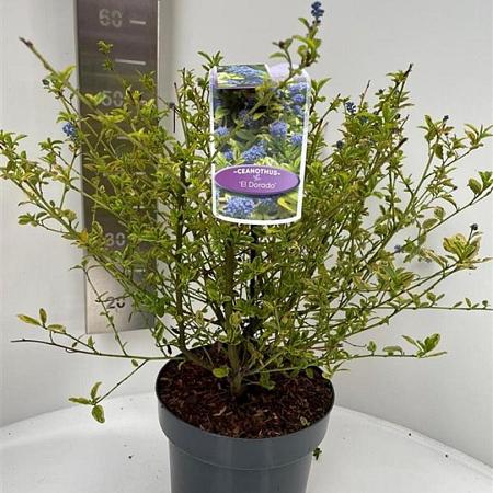 Ceanothus El Dorado Pot 5 Liter 30 - 40 cm