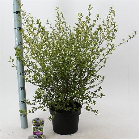 Ceanothus El Dorado Pot 5 Liter 30 - 40 cm