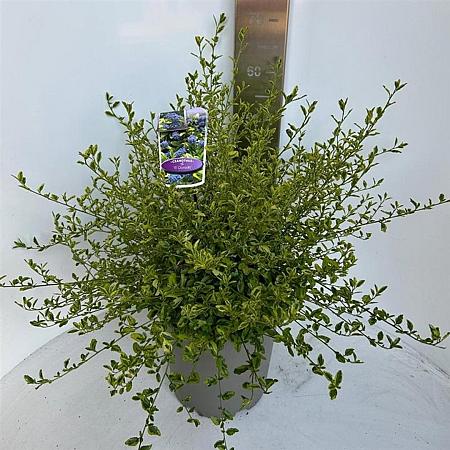 Ceanothus El Dorado Pot 10 liter 40 - 50 cm
