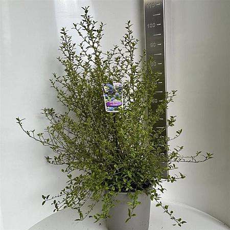 Ceanothus El Dorado Pot 10 liter 40 - 50 cm