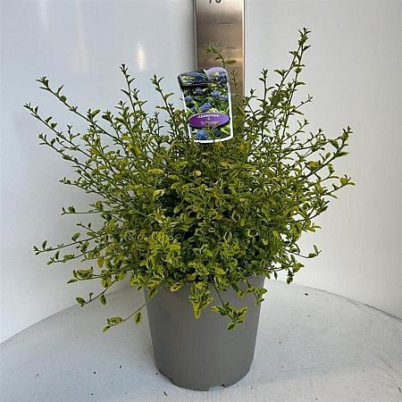 Ceanothus El Dorado Pot 10 liter 40 - 50 cm