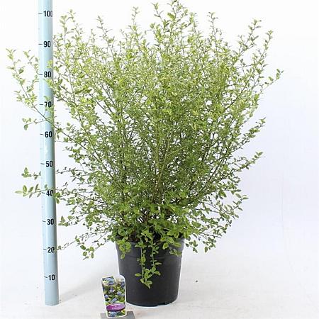 Ceanothus El Dorado Pot 10 liter 40 - 50 cm