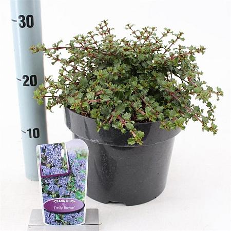Ceanothus 'Emily Brown' Pot 5 Liter 30 - 40 cm
