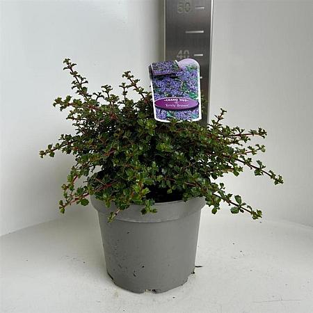 Ceanothus 'Emily Brown' Pot 5 Liter 30 - 40 cm