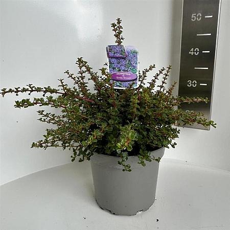 Ceanothus 'Emily Brown' Pot 5 Liter 30 - 40 cm