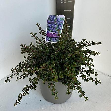 Ceanothus 'Emily Brown' Pot 10 liter 40 - 50 cm