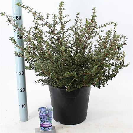 Ceanothus 'Emily Brown' Pot 10 liter 40 - 50 cm