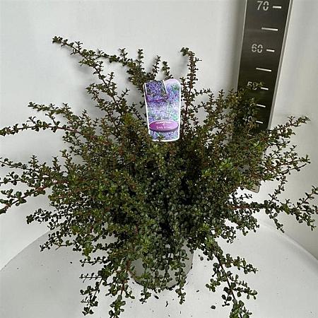 Ceanothus 'Emily Brown' Pot 10 liter 40 - 50 cm