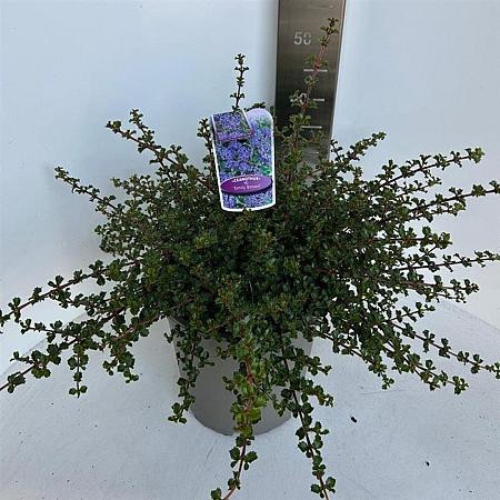 Ceanothus 'Emily Brown' Pot 10 liter 40 - 50 cm