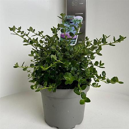 Ceanothus griseus 'Yankee Point' Pot 5 Liter 30 - 40 cm