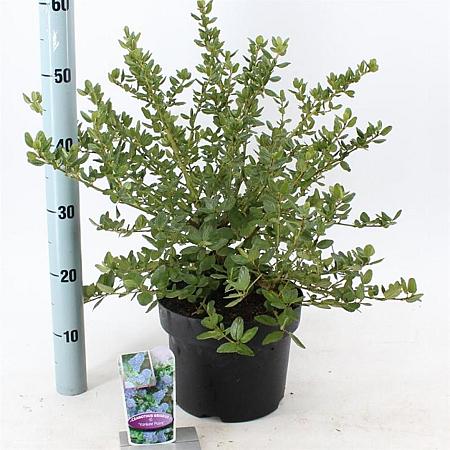 Ceanothus griseus 'Yankee Point' Pot 5 Liter 30 - 40 cm