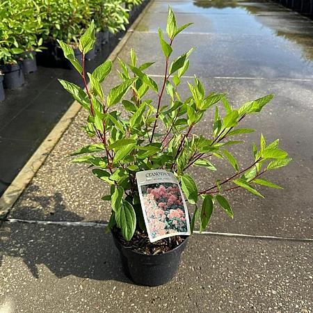 Ceanothus pallidus 'Marie Simon' Pot 2 Liter30 - 40 cm