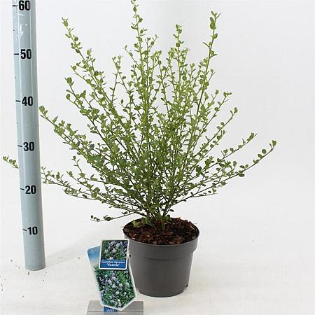 Ceanothus impressus 'Victoria' Pot 2 liter 25-30cm