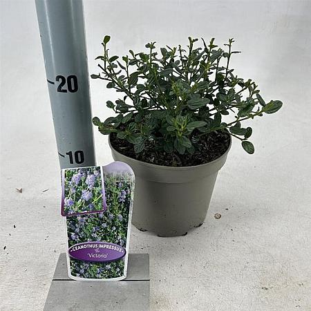Ceanothus impressus 'Victoria' Pot 2 liter 25-30cm