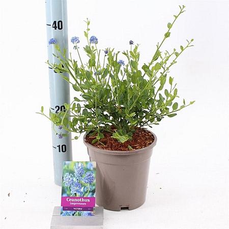 Ceanothus impressus 'Victoria' Pot 2 liter 25-30cm