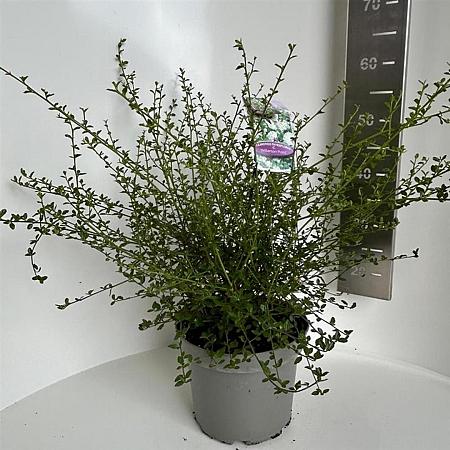 Ceanothus thyr. 'Millerton Point' Pot 5 Liter 30 - 40 cm