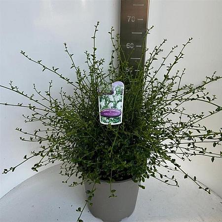 Ceanothus thyr. 'Millerton Point' Pot 10 liter 40 - 50 cm